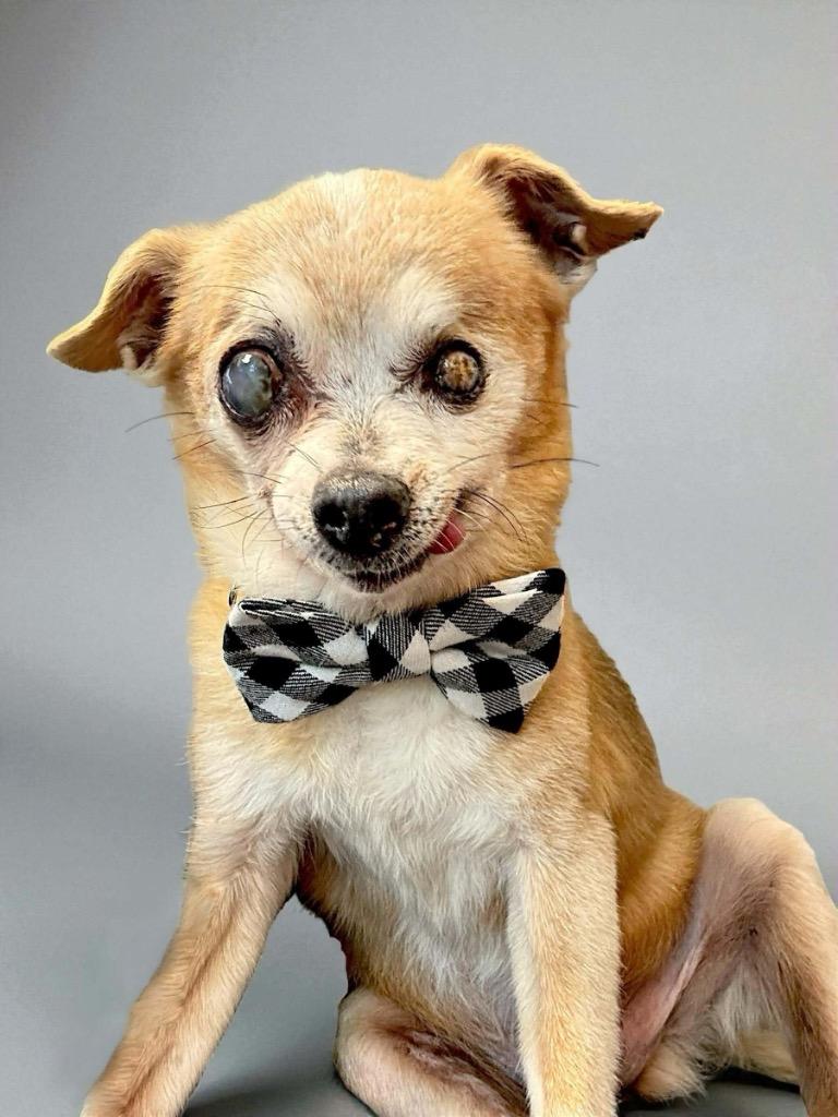 Enlarge Lenard, a Adoptable Chihuahua in College Station, TX image 1/6