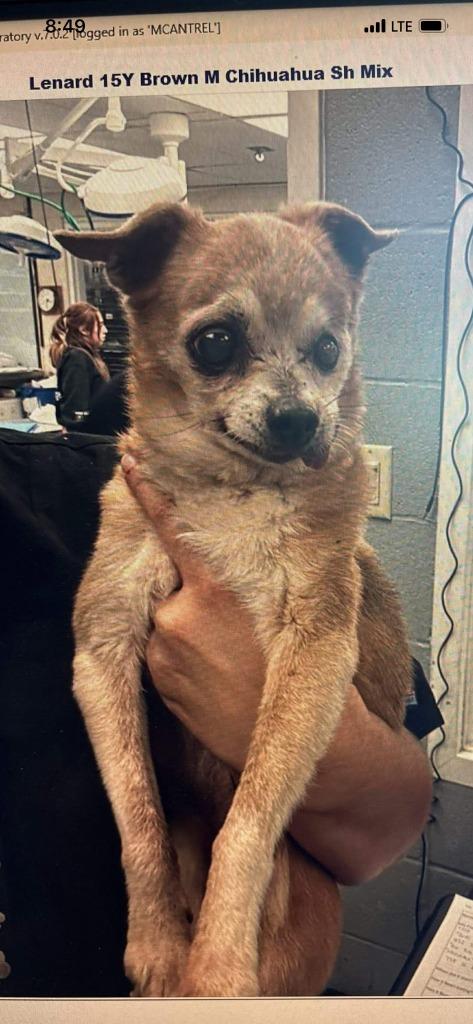 Enlarge Lenard, a Adoptable Chihuahua in College Station, TX image 2/6