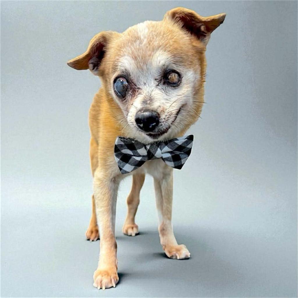Enlarge Lenard, a Adoptable Chihuahua in College Station, TX image 2/6