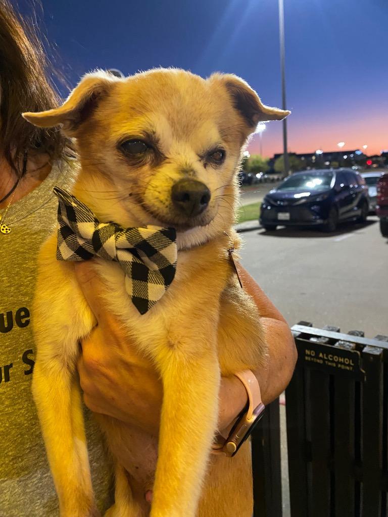 Enlarge Lenard, a Adoptable Chihuahua in College Station, TX image 3/6