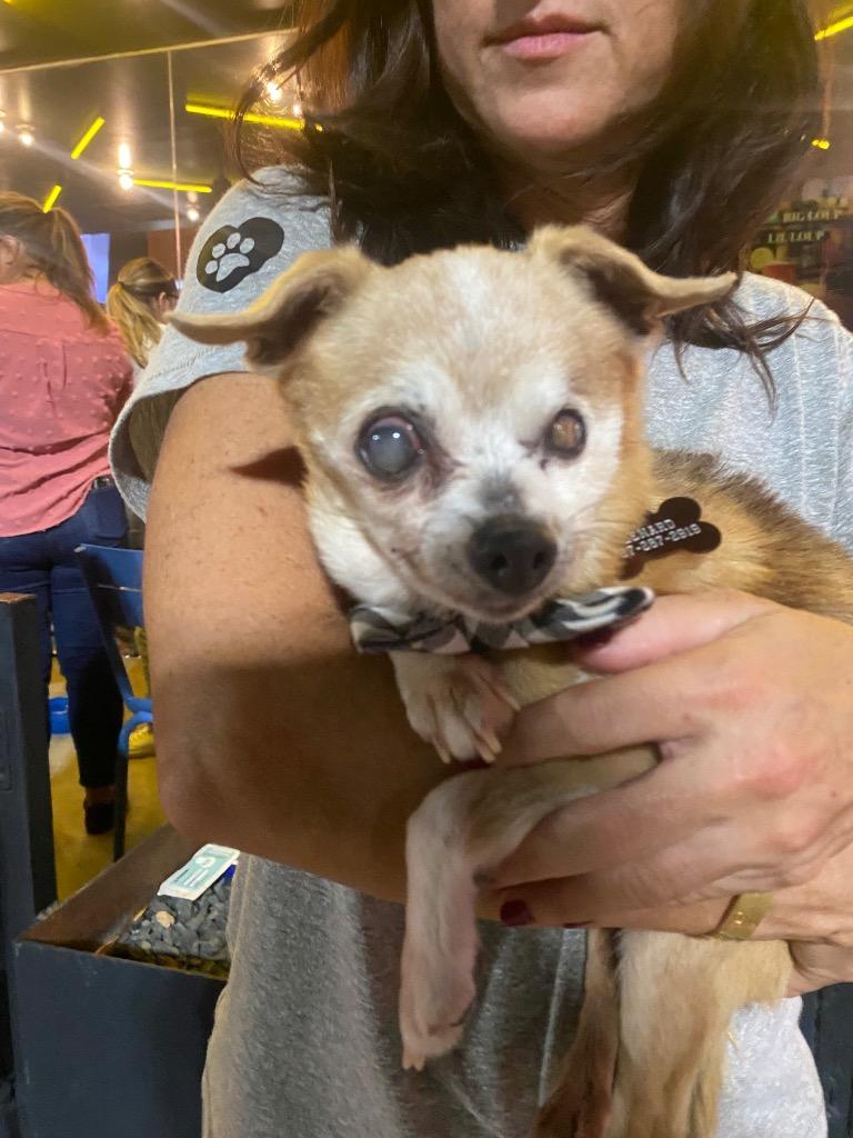 Enlarge Lenard, a Adoptable Chihuahua in College Station, TX image 4/6