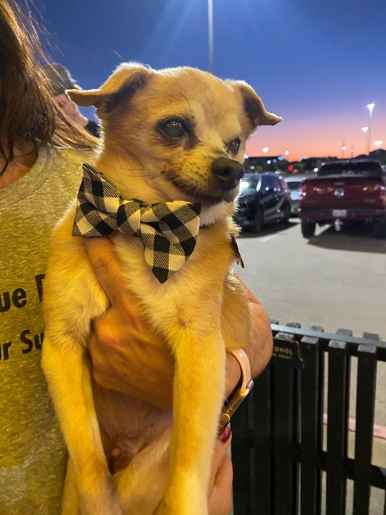 Enlarge Lenard, a Adoptable Chihuahua in College Station, TX image 5/6