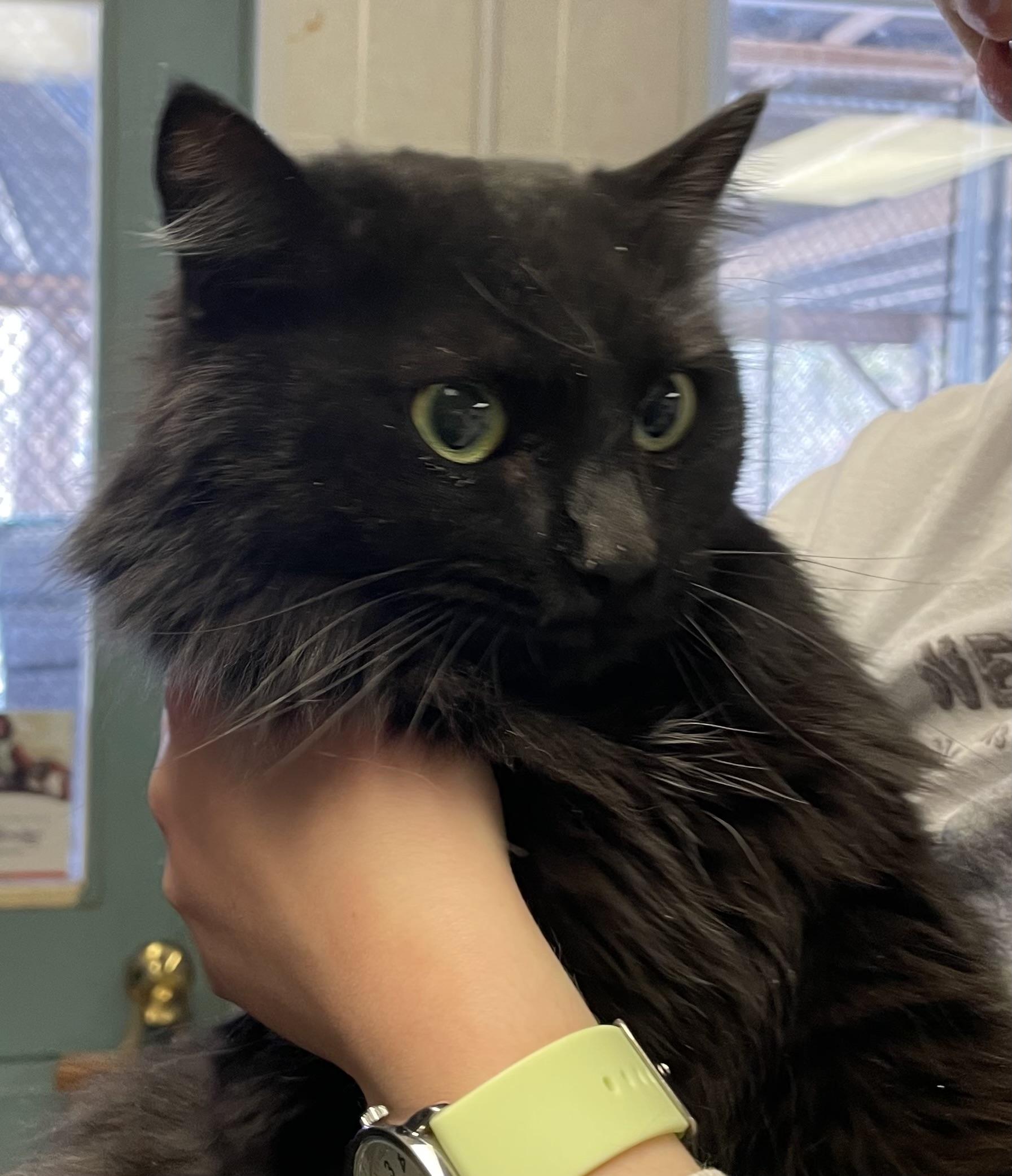 Enlarge Salem & Binx Bonded Brothers, a Adoptable Domestic Medium Hair in North Kingstown, RI image 5/5