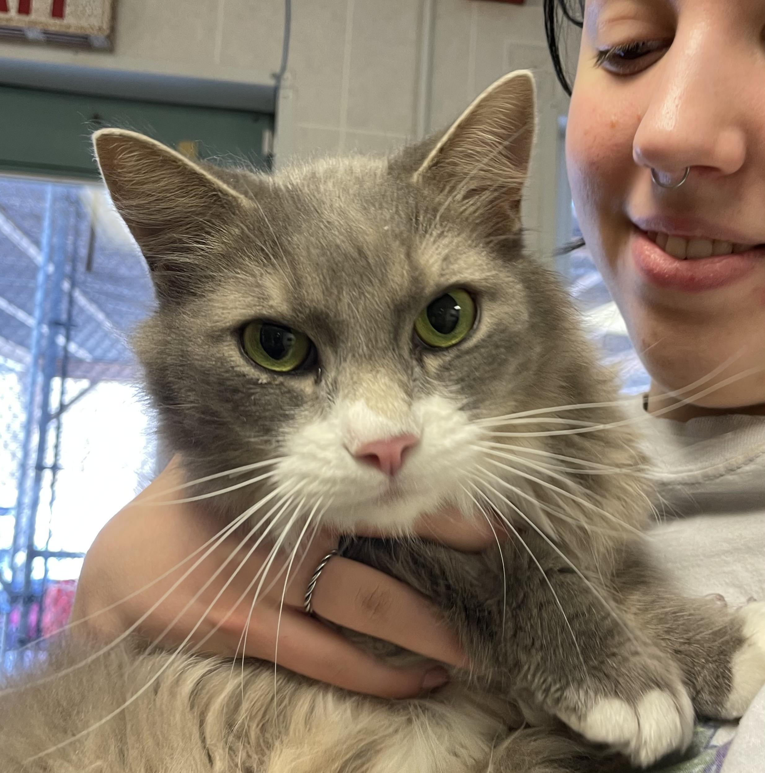 Enlarge Salem & Binx Bonded Brothers, a Adoptable Domestic Medium Hair in North Kingstown, RI image 1/5