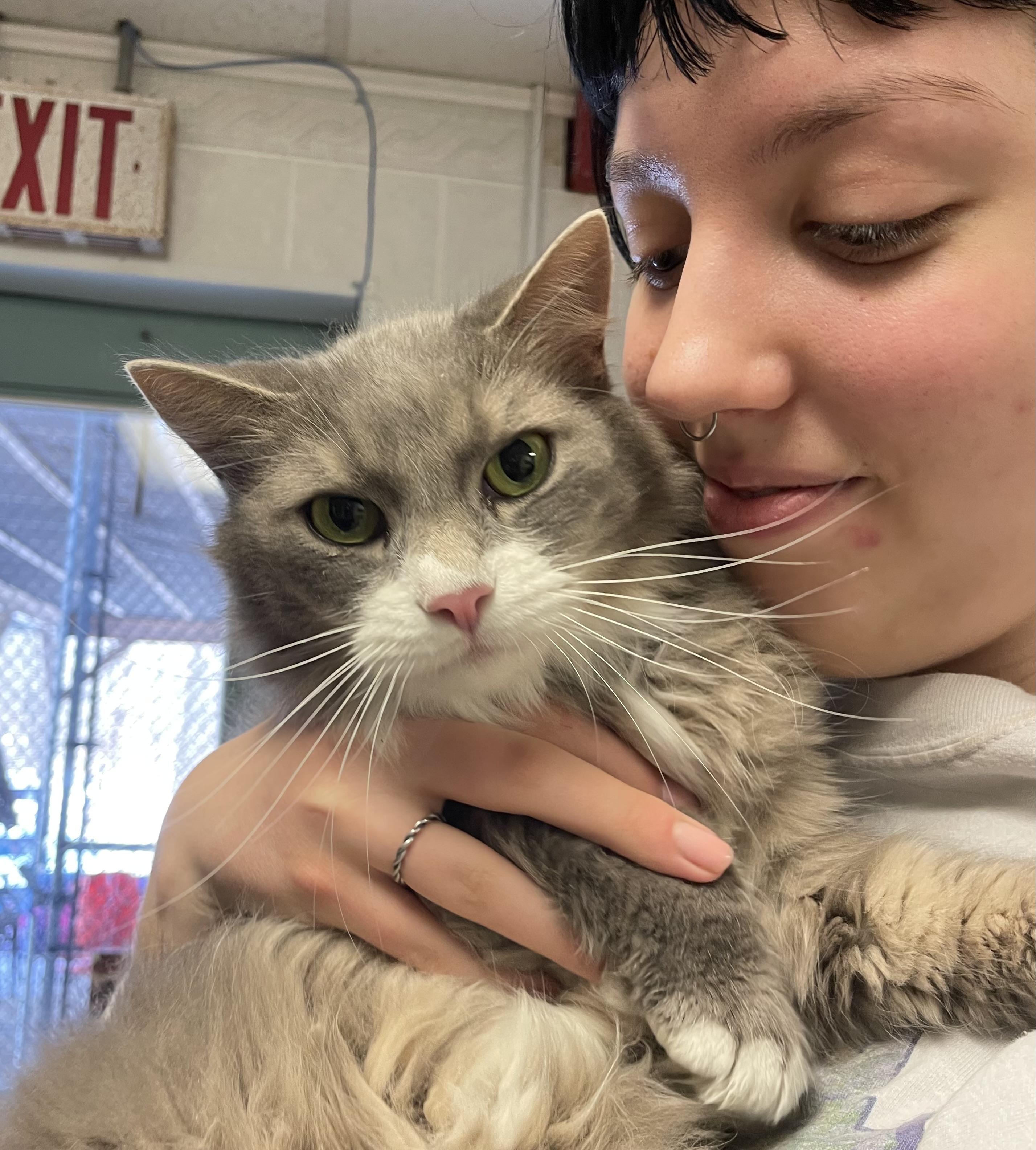 Enlarge Salem & Binx Bonded Brothers, a Adoptable Domestic Medium Hair in North Kingstown, RI image 4/5