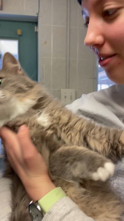 Enlarge Salem & Binx Bonded Brothers, a Adoptable Domestic Medium Hair in North Kingstown, RI video 3/5