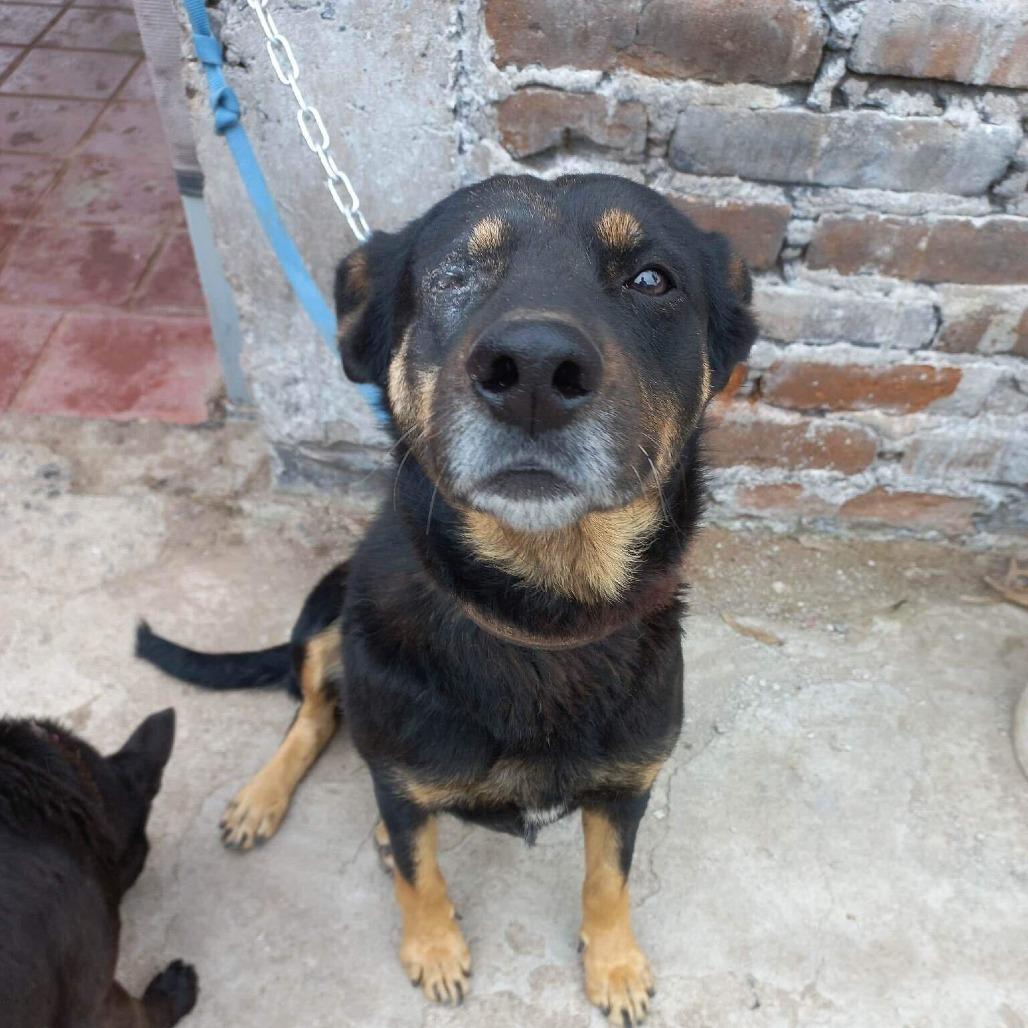 Catalina, Adoptable, Adult Female Labrador Retriever & Shepherd.