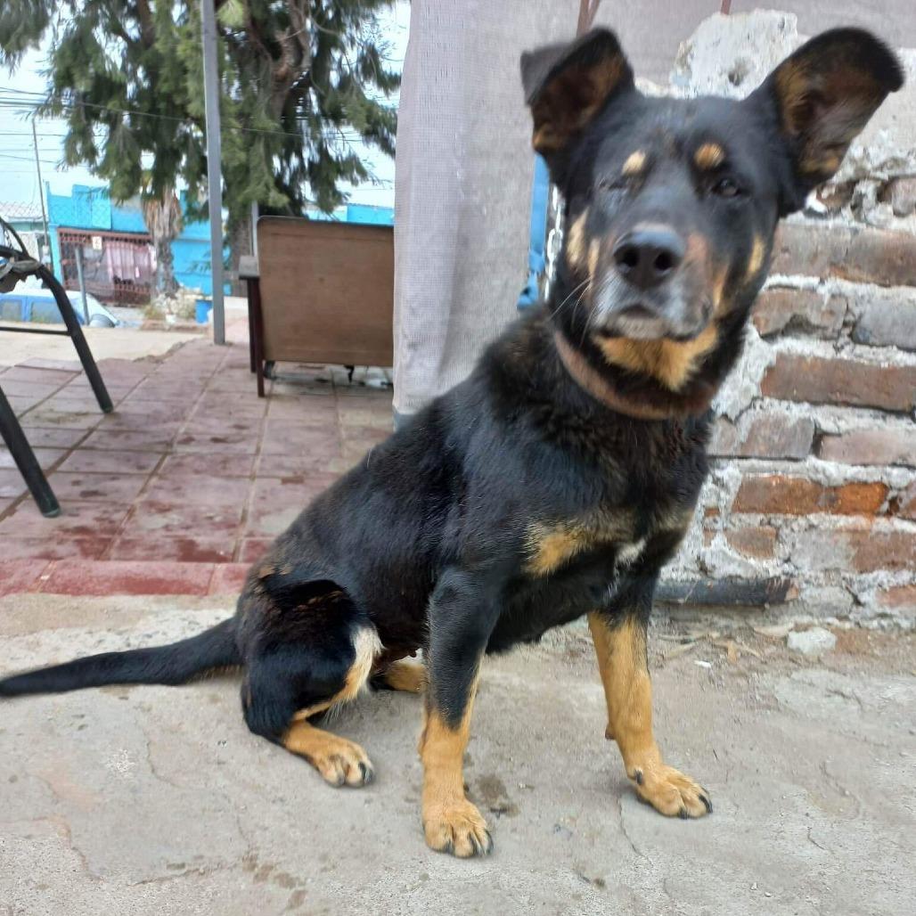 Enlarge Catalina, a Adoptable mixed breed in San Diego, CA image 2/2