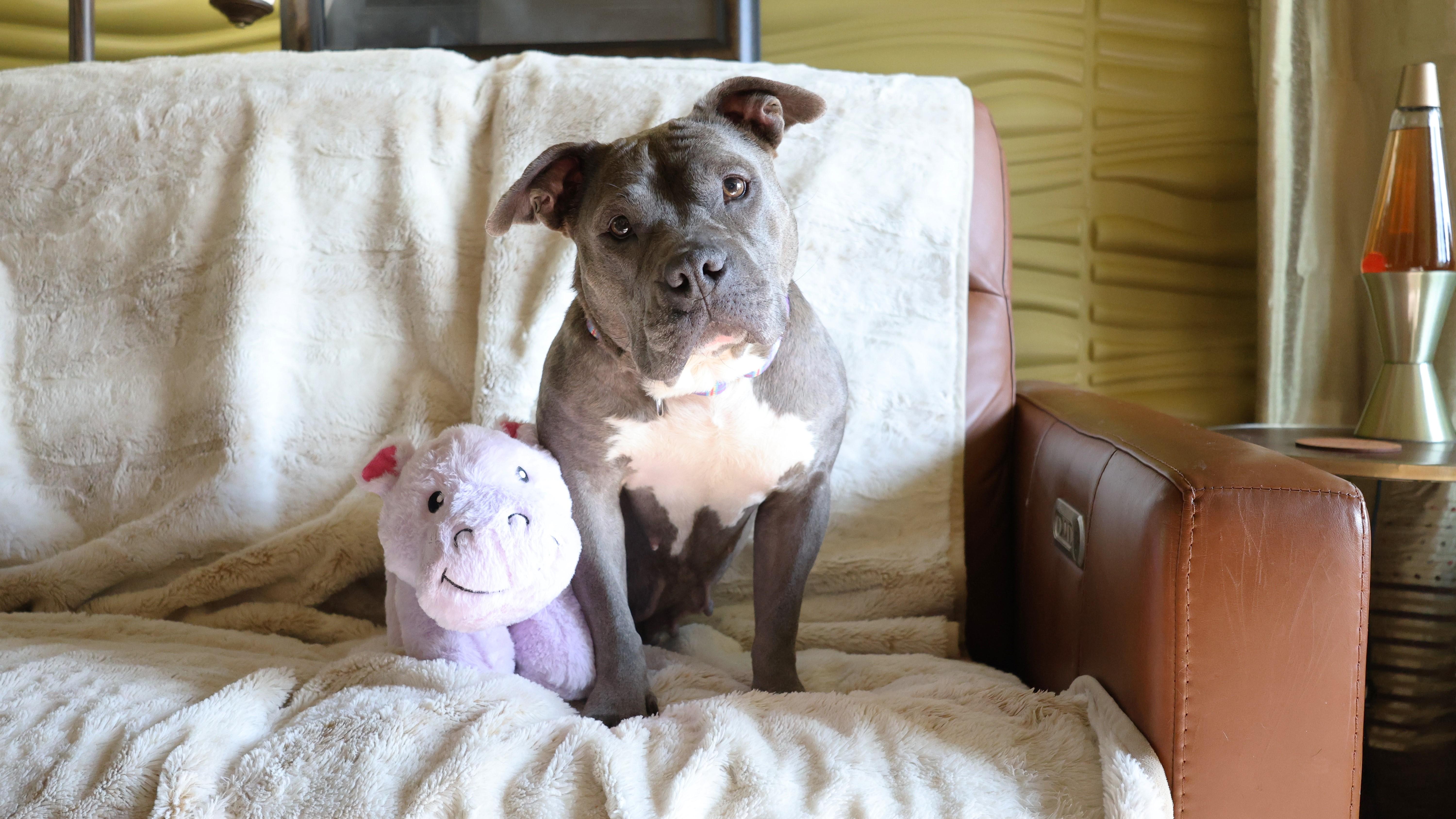 Enlarge Sarabi, a Adoptable mixed breed in Sioux Falls, SD image 4/6