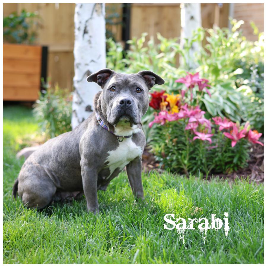 Enlarge Sarabi, a Adoptable mixed breed in Sioux Falls, SD image 1/6