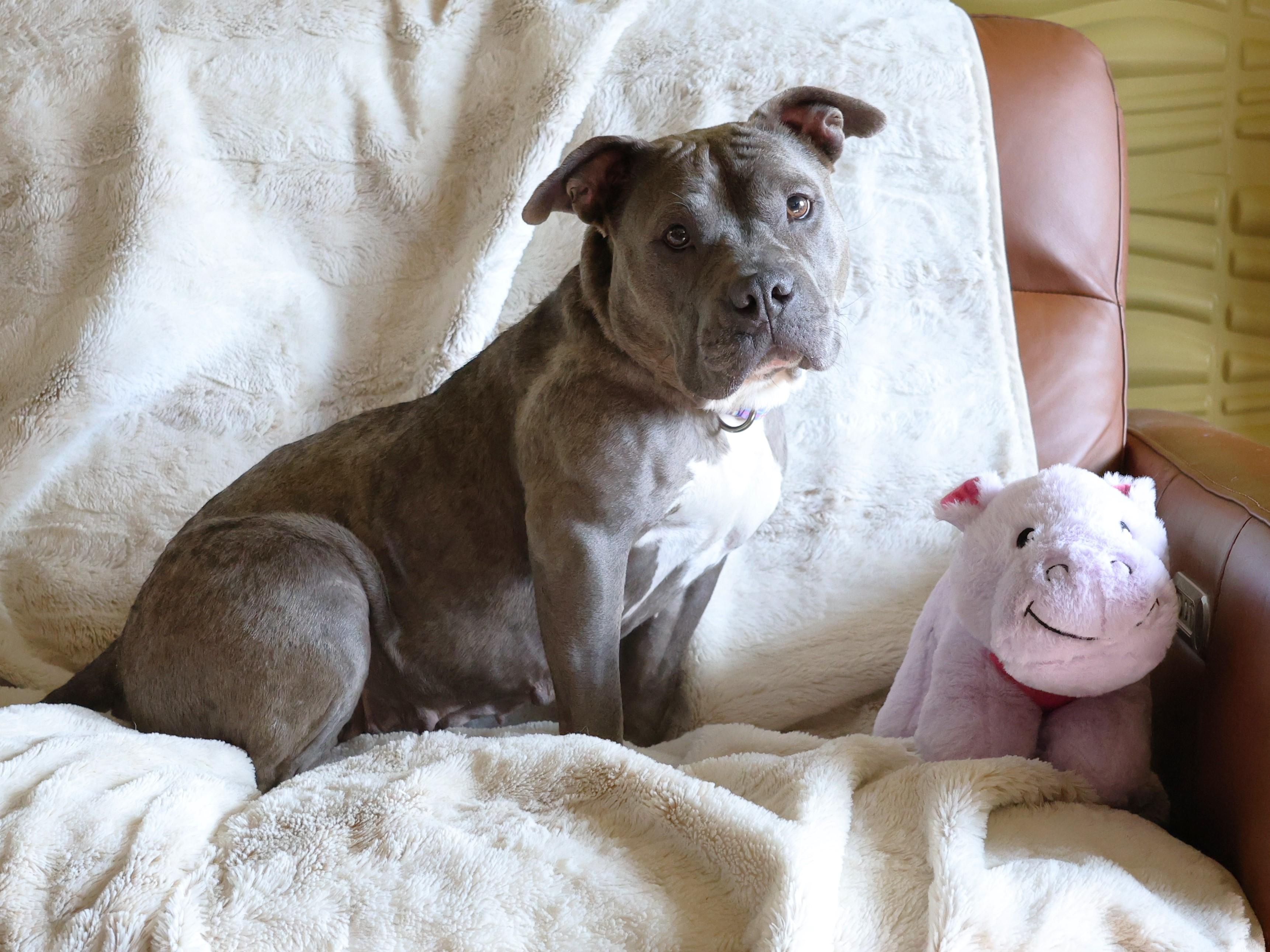 Enlarge Sarabi, a Adoptable mixed breed in Sioux Falls, SD image 6/6