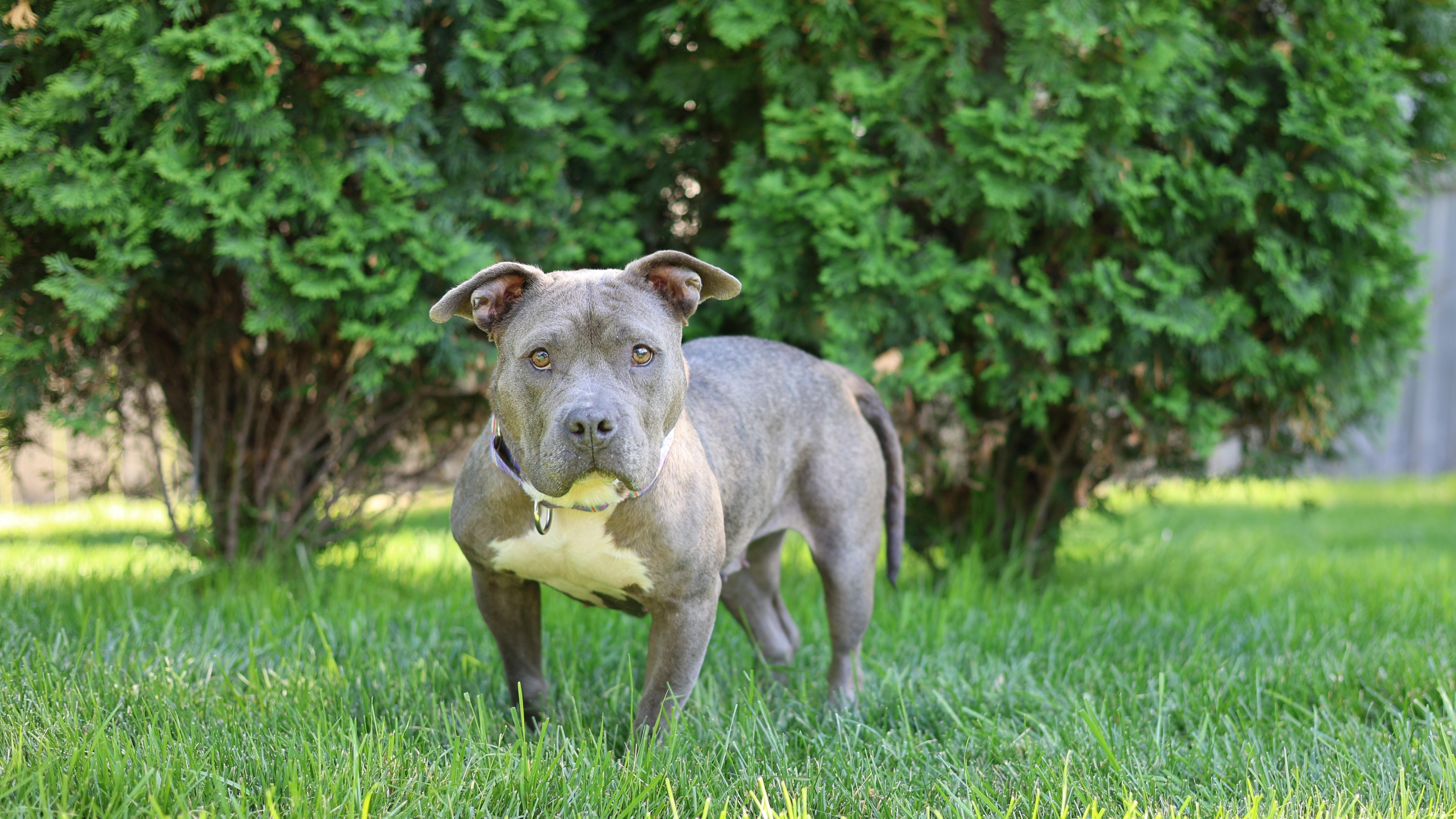Enlarge Sarabi, a Adoptable mixed breed in Sioux Falls, SD image 2/6