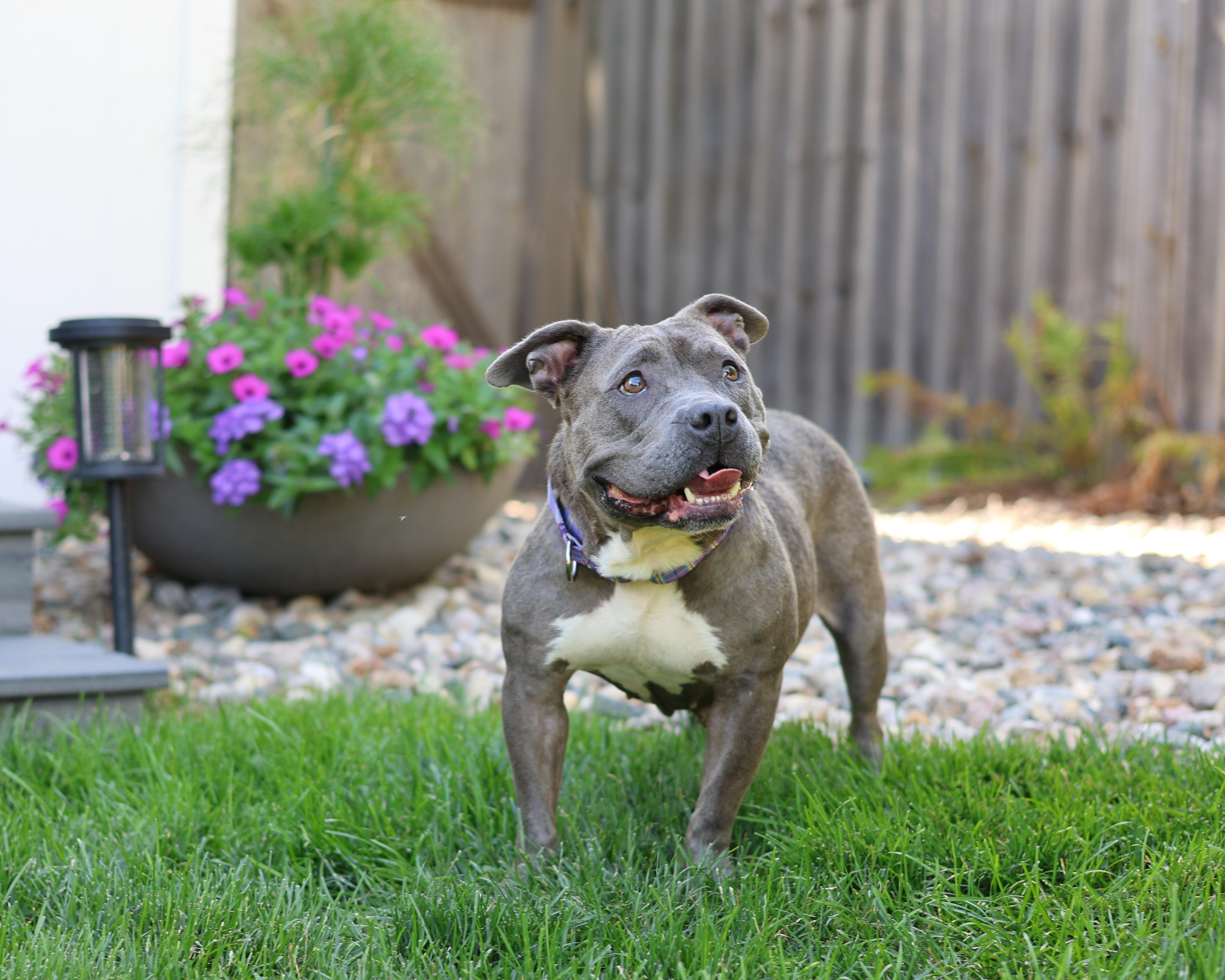 Enlarge Sarabi, a Adoptable mixed breed in Sioux Falls, SD image 5/6