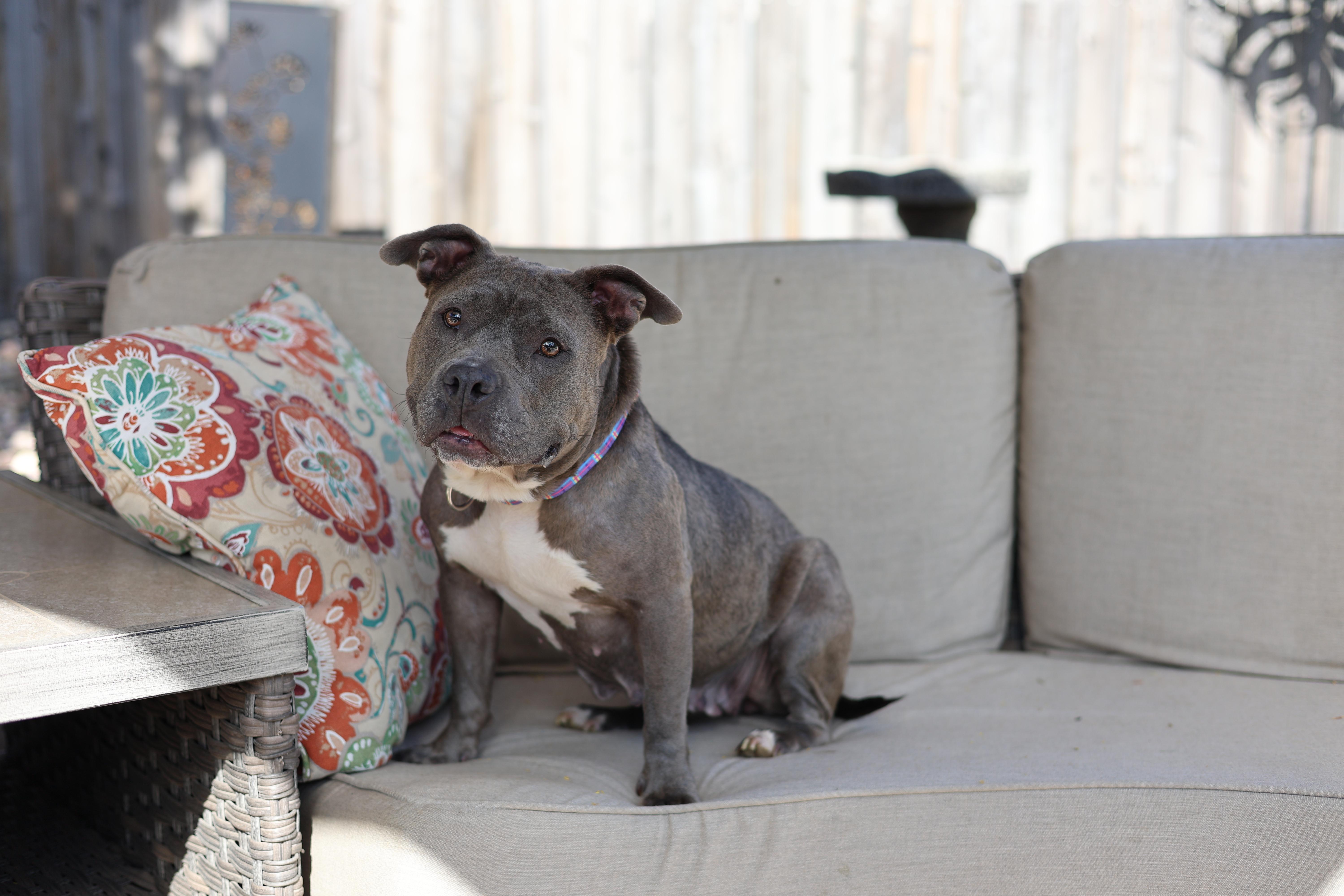 Enlarge Sarabi, a Adoptable mixed breed in Sioux Falls, SD image 3/6