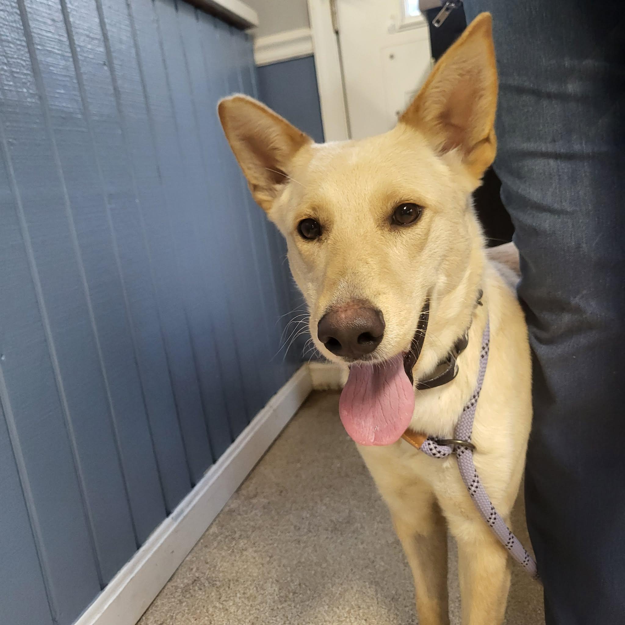 CiCi, ADOPTABLE, Young Female Labrador Retriever.