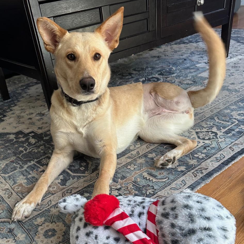 CiCi, ADOPTABLE, Young Female Labrador Retriever.