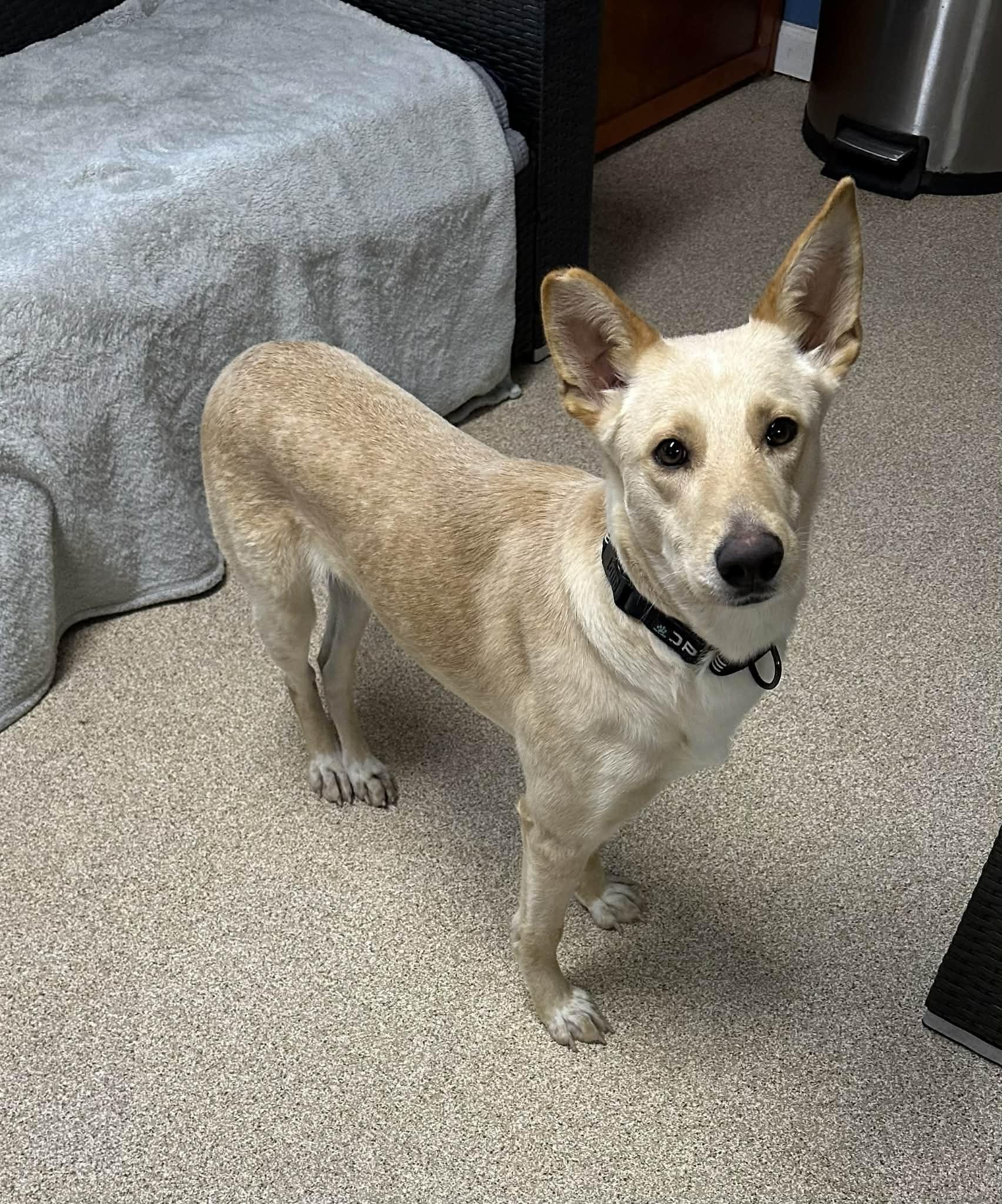 CiCi, a ADOPTABLE mixed breed in Sunderland, MD image 2/3