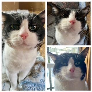 Enlarge ZIGGY, a Adoptable Domestic Short Hair in Westminster, MD image 2/2