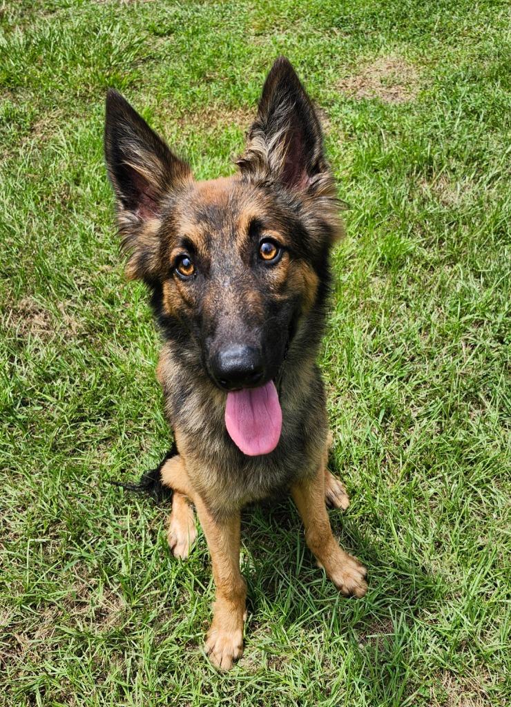 Enlarge Buck, a Adopted Dutch Shepherd in Hardeeville, SC image 1/2