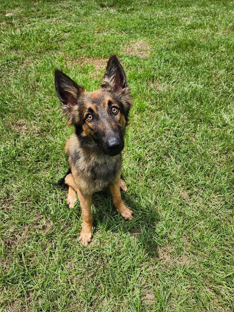 Enlarge Buck, a Adopted Dutch Shepherd in Hardeeville, SC image 2/2