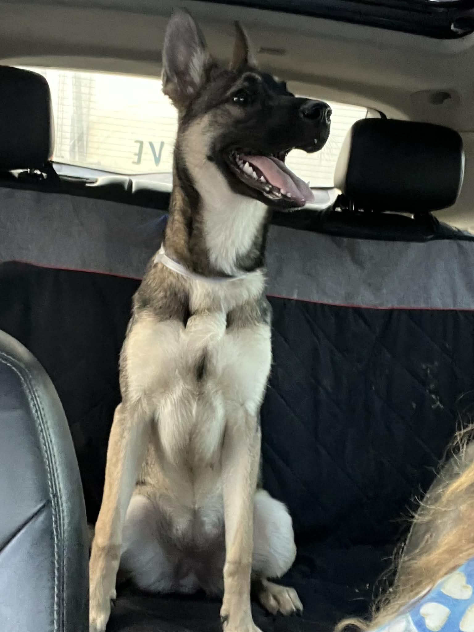 LITTLE BELA GS — thumbnail 2