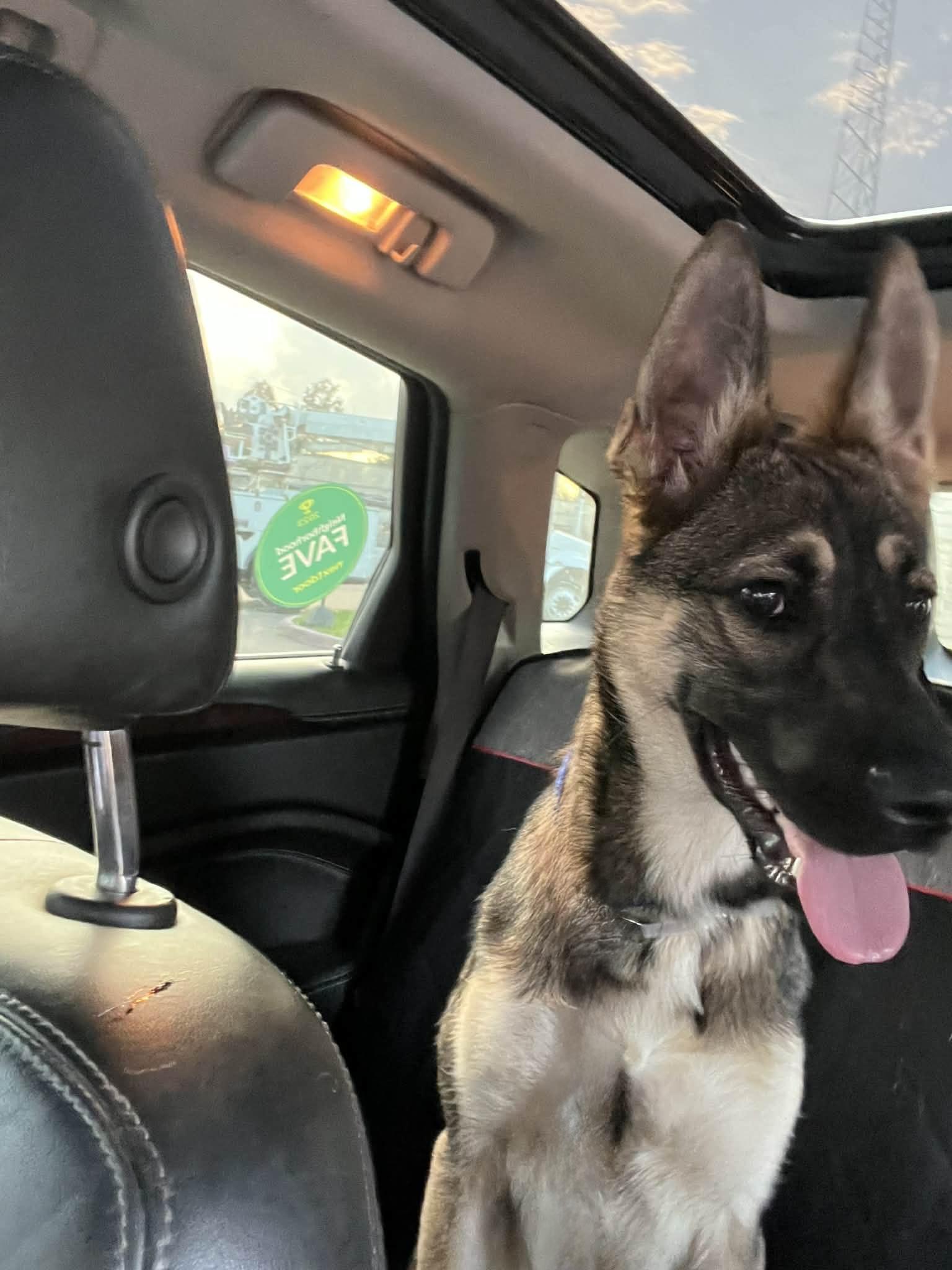 LITTLE BELA GS — thumbnail 3