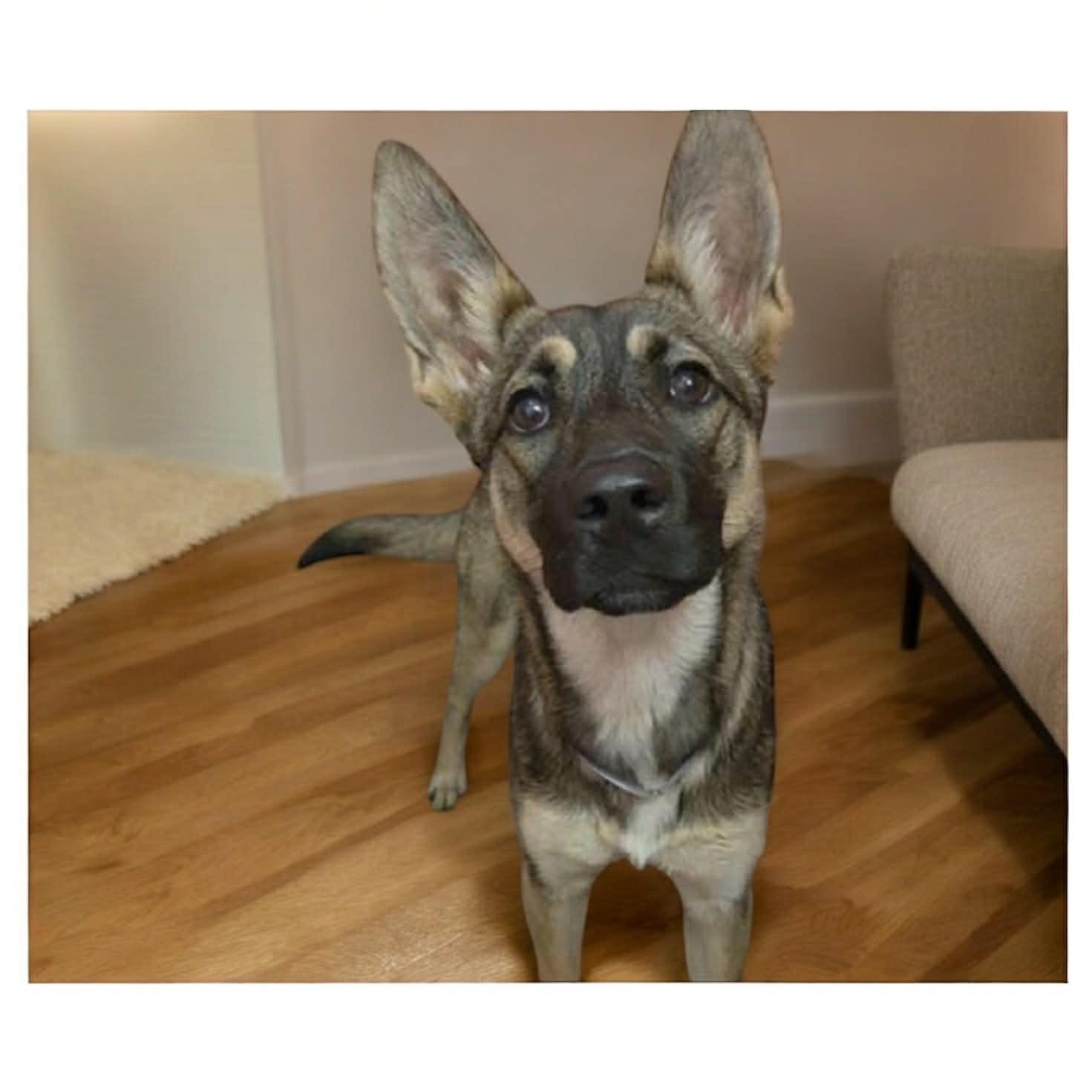 LITTLE BELA GS — thumbnail 4