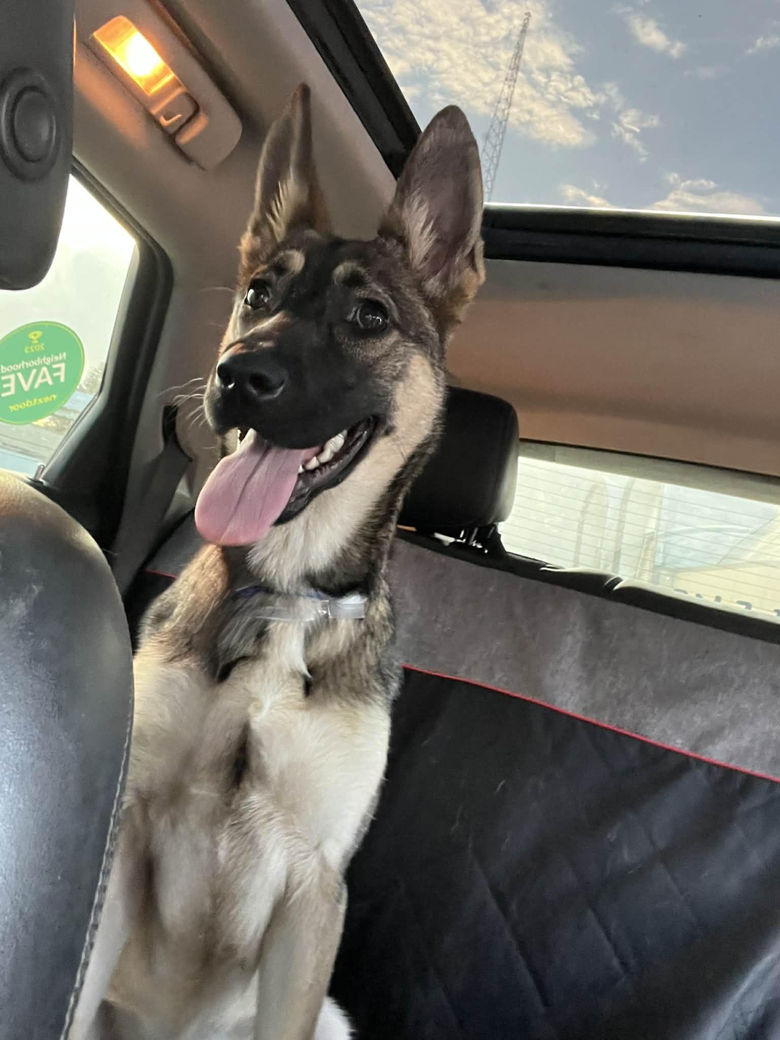 LITTLE BELA GS — thumbnail 5