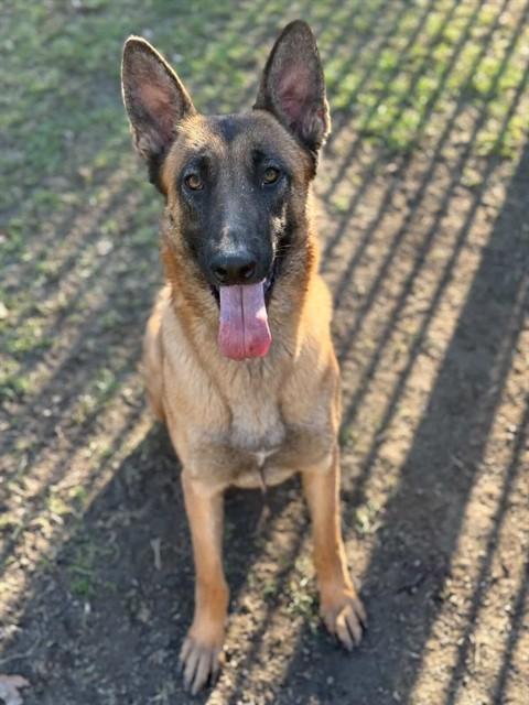 Enlarge CLEOPATRA, a Adoptable Belgian Shepherd / Malinois in Riverside, CA image 1/1