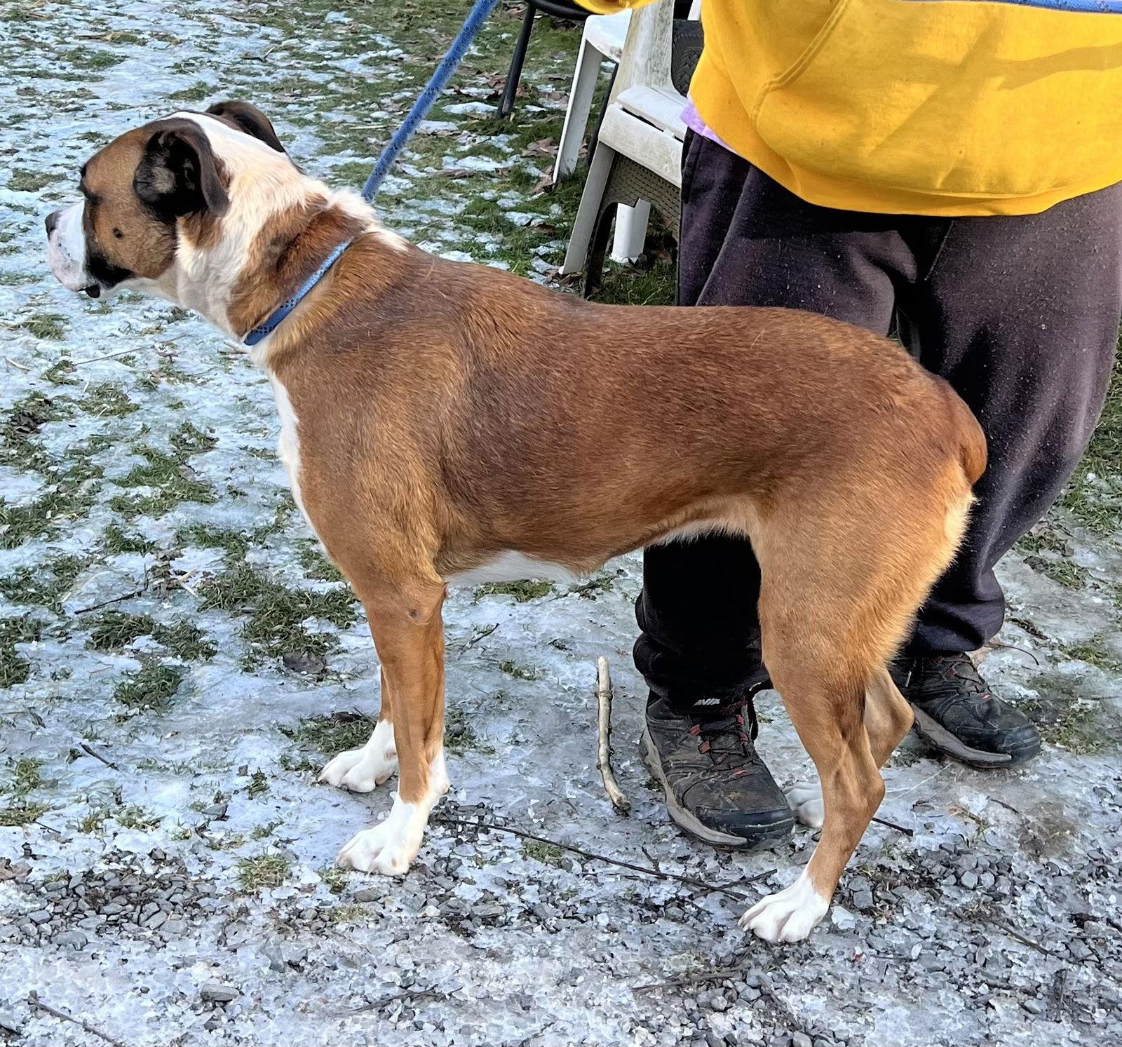 Mocha, Adopted, Adult Female Boxer & Pit Bull Terrier.