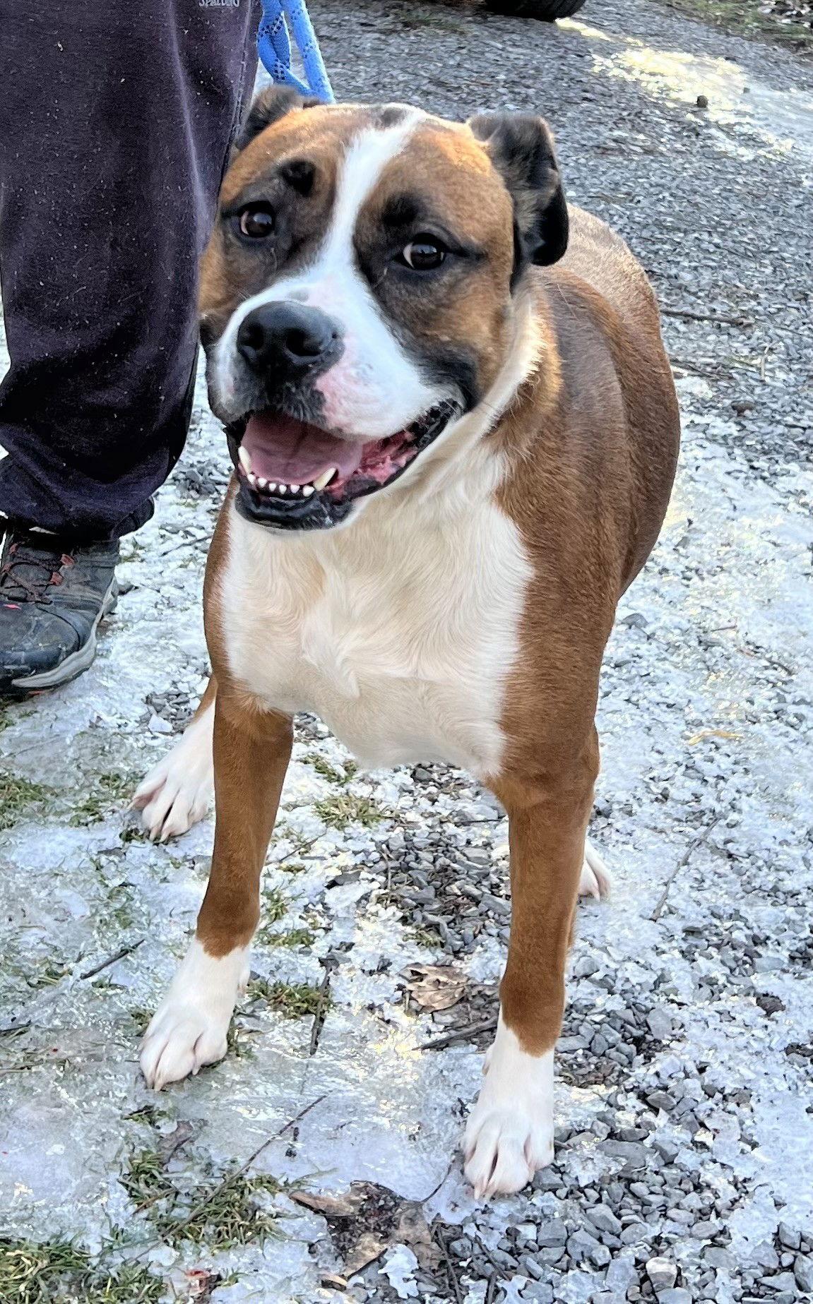 Enlarge Mocha, a Adopted mixed breed in Elkins, WV image 2/3