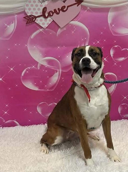 Enlarge Mocha, a Adopted mixed breed in Elkins, WV image 3/3