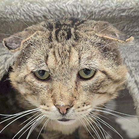 Scottie, Adult Male unknown