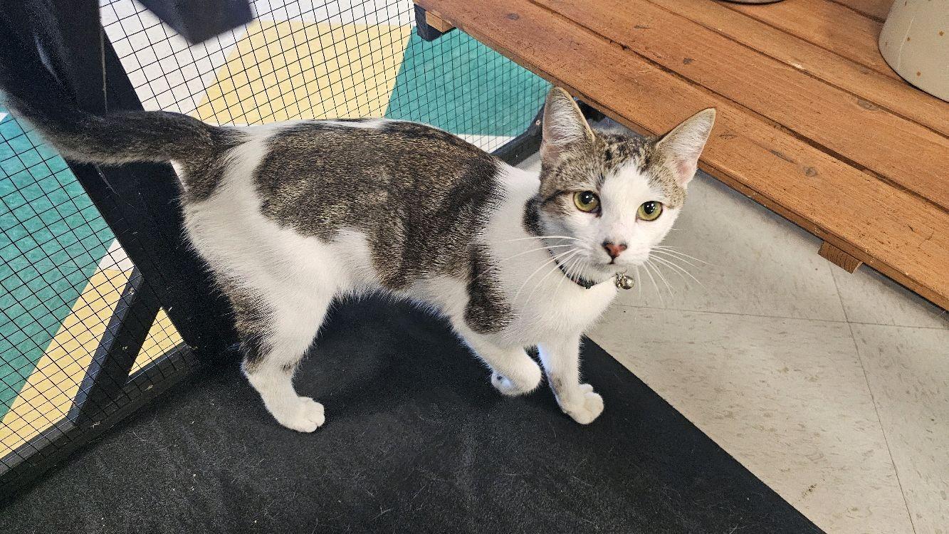 Cinnamon, adopted, Young Female Domestic Short Hair.