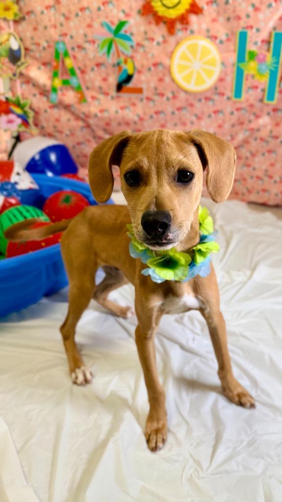 Chandler, Adoptable, Puppy Male Chihuahua & Australian Cattle Dog / Blue Heeler.