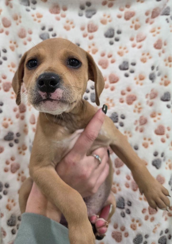 Enlarge Chandler, a Adoptable mixed breed in Brookings, OR image 1/1