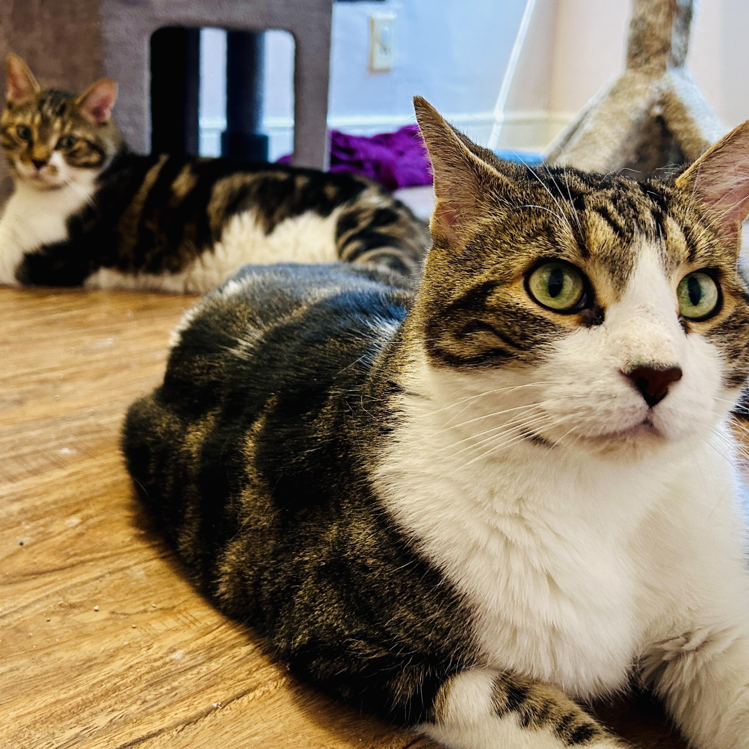 Male Cats for Adoption: Find Your Perfect Feline Friend Today