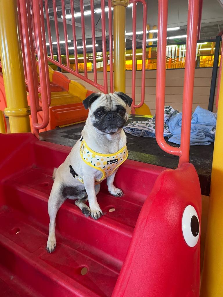 Dukkah, Adoptable, Adult Male Pug.