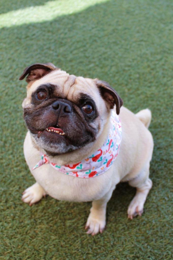 Dukkah, a Adoptable Pug in Gardena, CA image 2/6