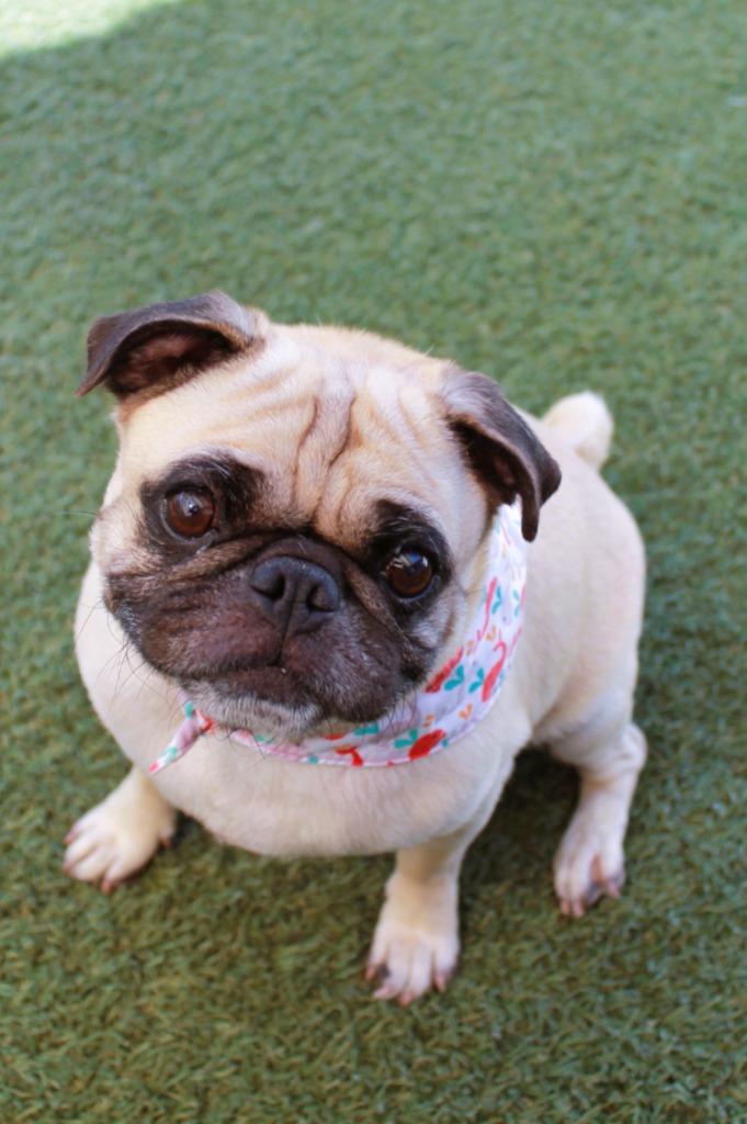 Dukkah, a Adoptable Pug in Gardena, CA image 3/6