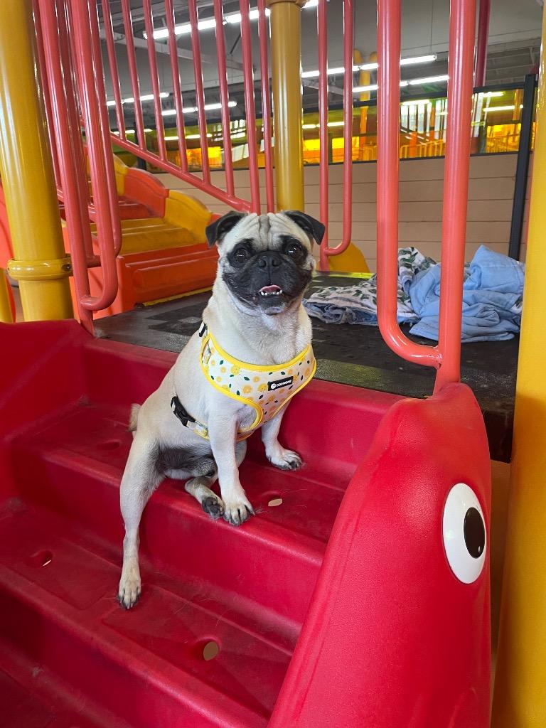 Dukkah, a Adoptable Pug in Gardena, CA image 4/6