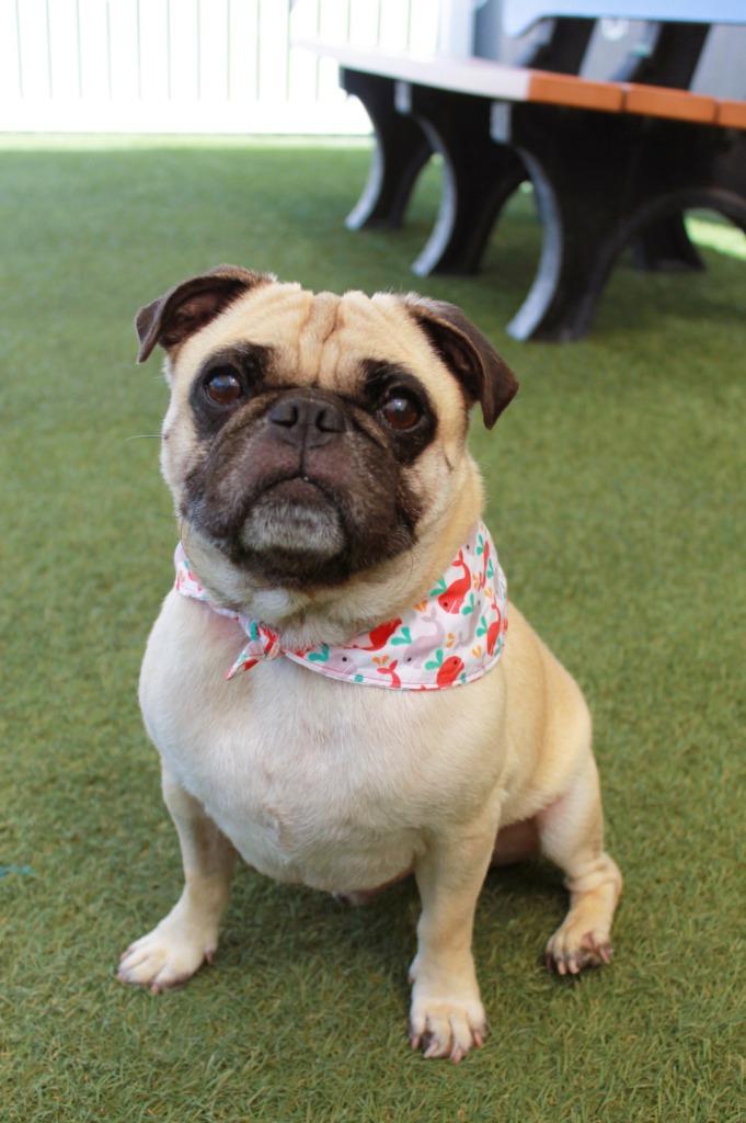 Dukkah, a Adoptable Pug in Gardena, CA image 5/6