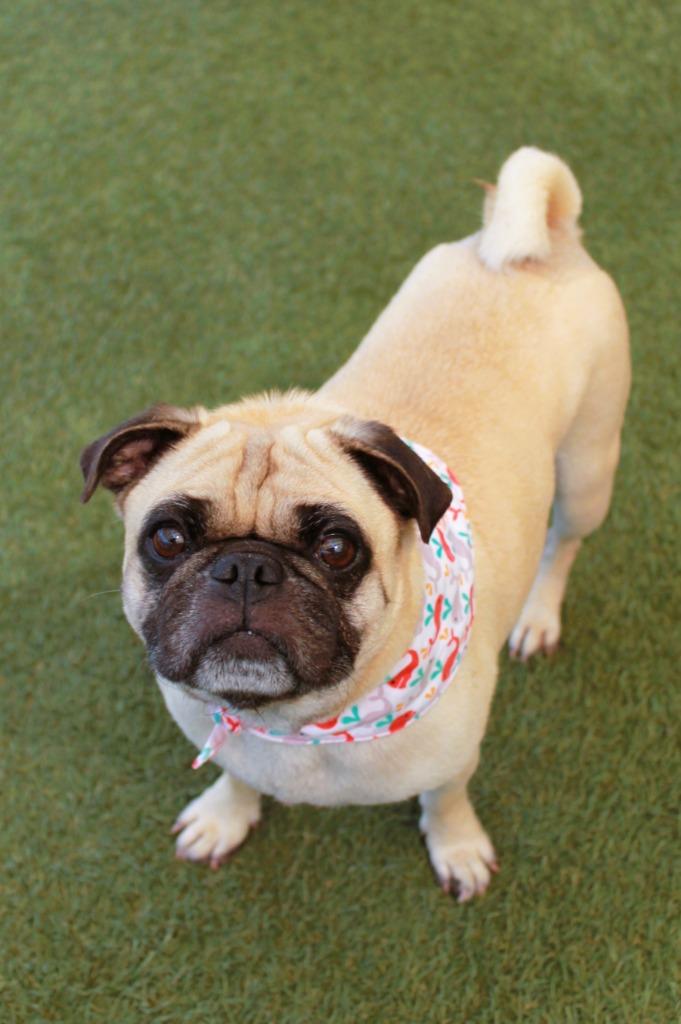 Dukkah, a Adoptable Pug in Gardena, CA image 6/6