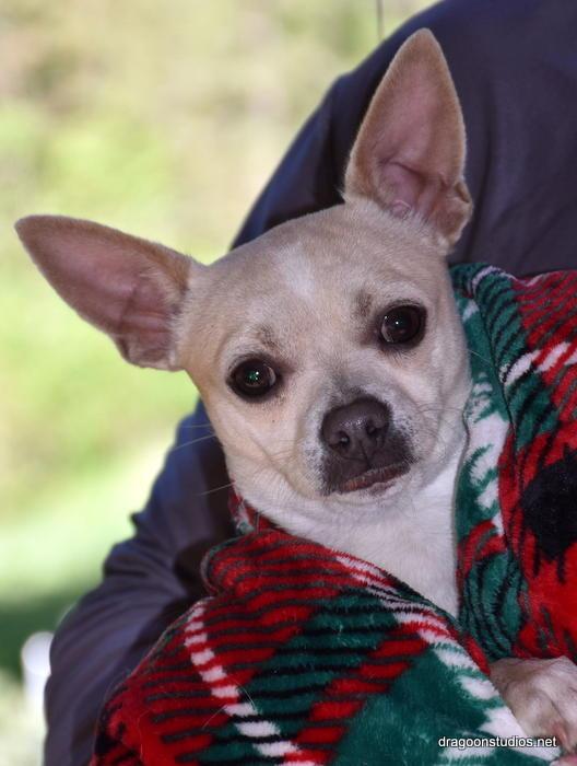 Enlarge Thomas, 10 lbs, 1 yr, $300 fee, a Adopted Chihuahua in Spokane, WA image 1/1