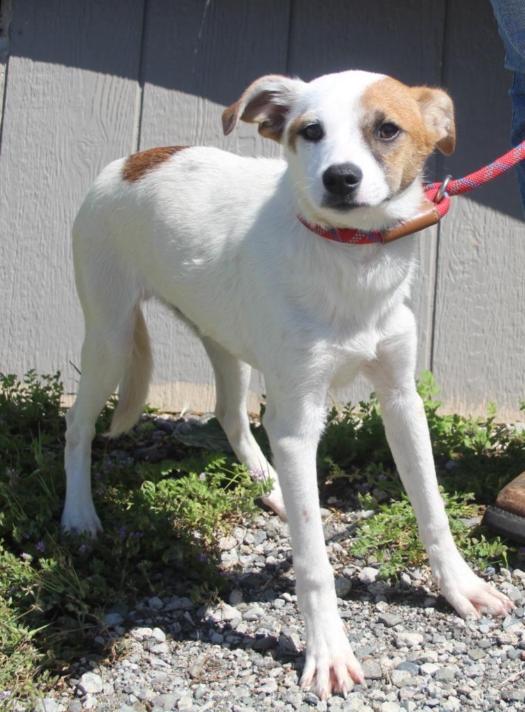 Denzel, Adoptable, Puppy Male Terrier & Mixed Breed.
