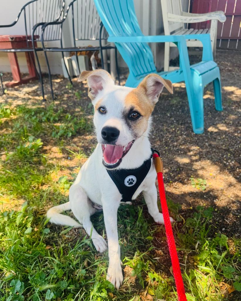 Enlarge Denzel, a Adoptable mixed breed in Vacaville, CA image 1/1