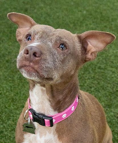 Meema, Adoptable, Adult Female Terrier.