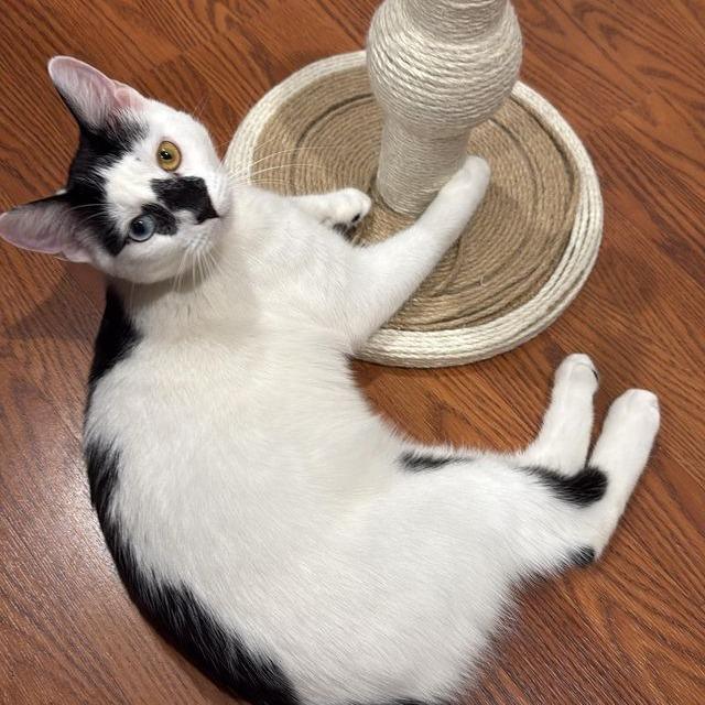 Oculus, a Adoptable Domestic Short Hair in Boston, MA image 1/2