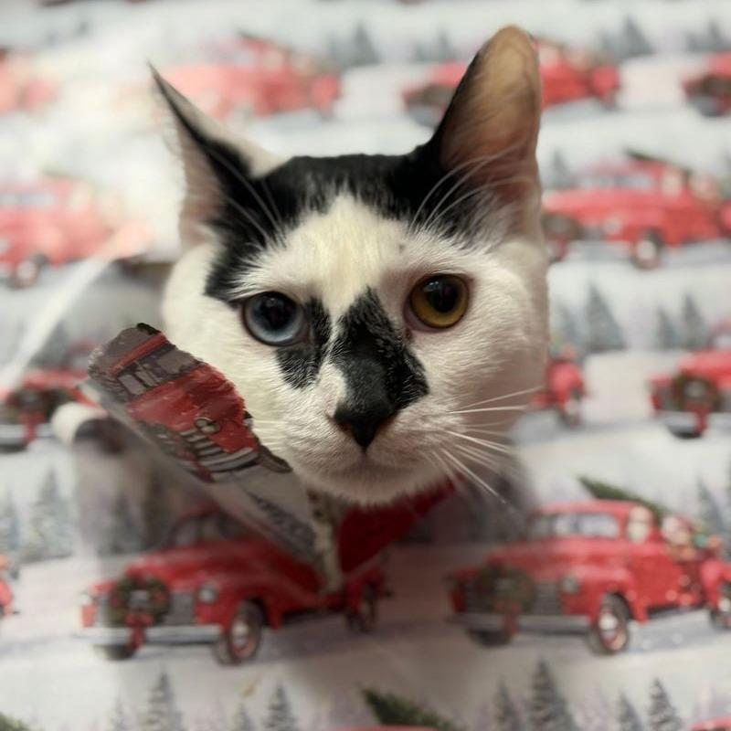 Oculus, a Adoptable Domestic Short Hair in Boston, MA image 2/2