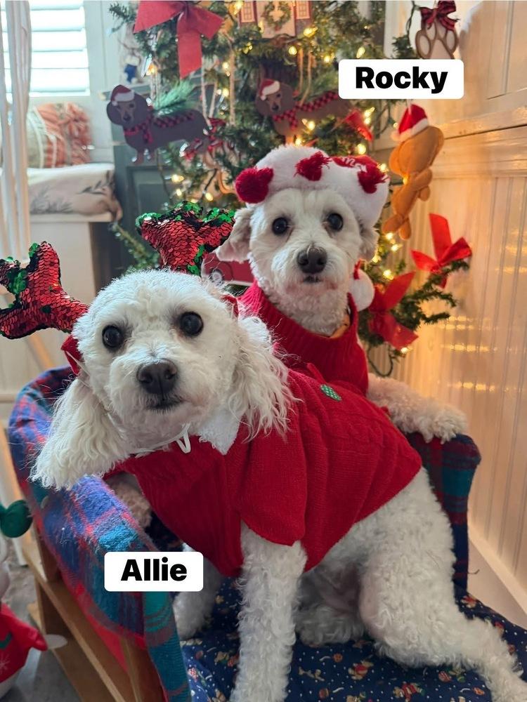 Enlarge Allie, a Adoptable mixed breed in Scranton, PA image 1/1